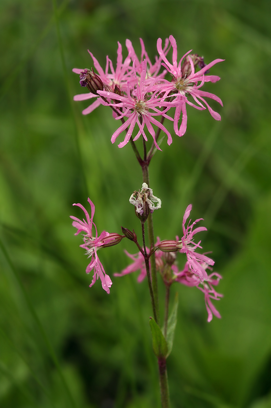 Изображение особи Coccyganthe flos-cuculi.