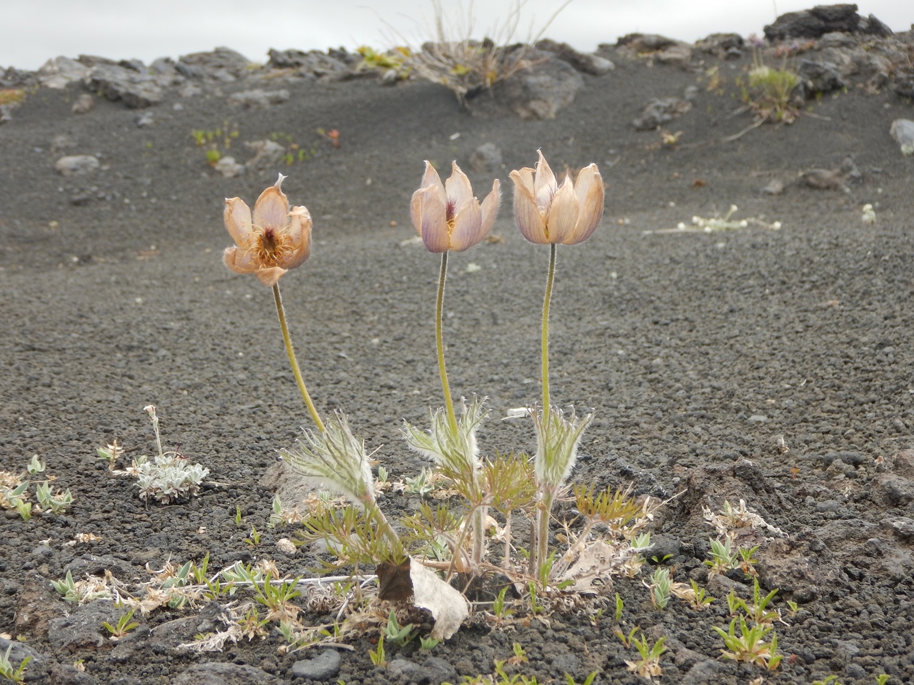 Изображение особи Pulsatilla multifida.