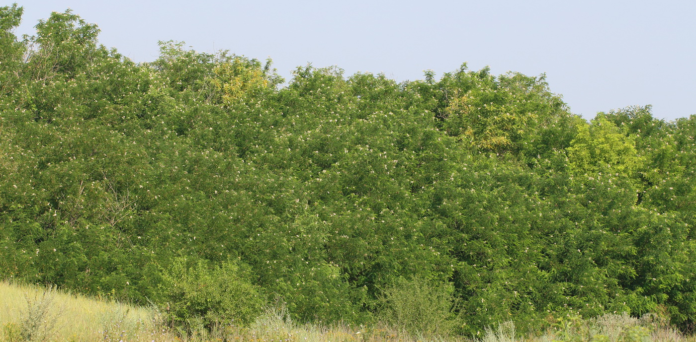 Image of Robinia &times; ambigua specimen.