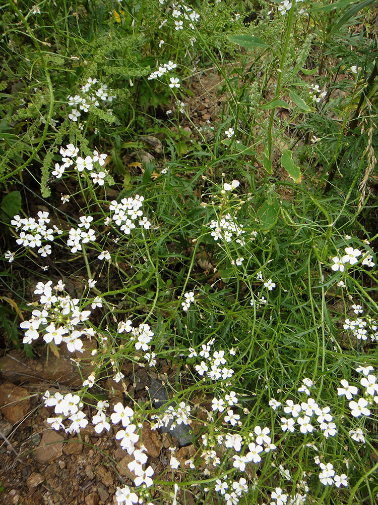 Изображение особи Dontostemon pinnatifidus.