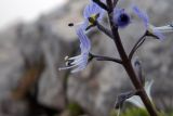 Veronica gentianoides