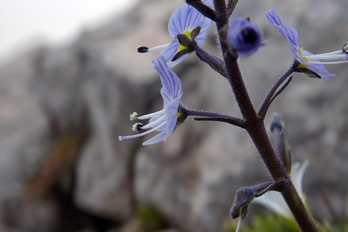 Image of Veronica gentianoides specimen.