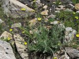 Anthemis saportana. Зацветающее растение. Кабардино-Балкария, Эльбрусский р-н, долина р. Ирикчат, ок. 3000 м н.у.м., каменистый луг. 28.07.2017.