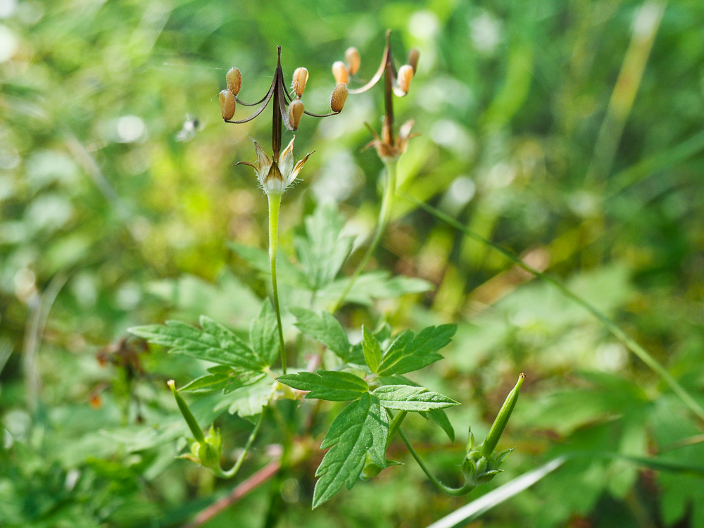 Image of Geranium sibiricum specimen.