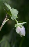 Aquilegia sibirica