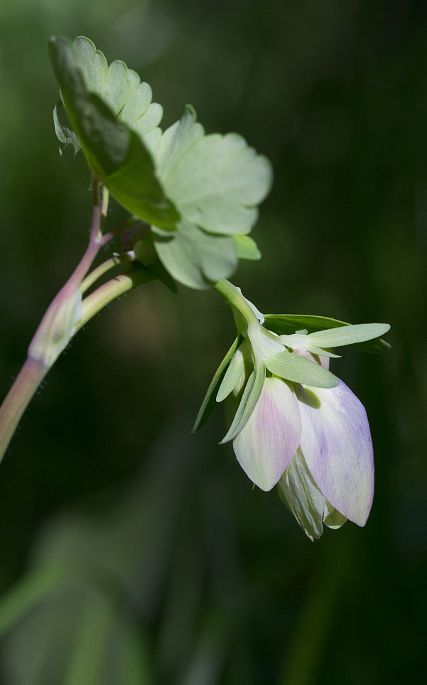 Image of Aquilegia sibirica specimen.