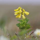 Astragalus umbellatus. Цветущее растение. Якутия, дельта р. Лена, Хараулахский хребет, горный склон. 09.07.2017.