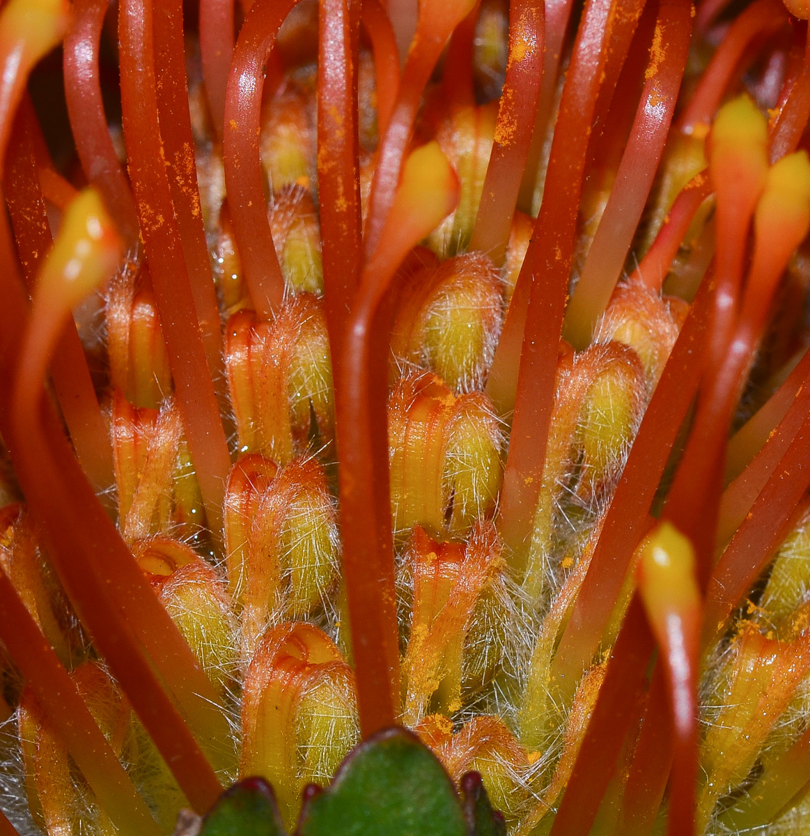 Image of Leucospermum cordifolium specimen.