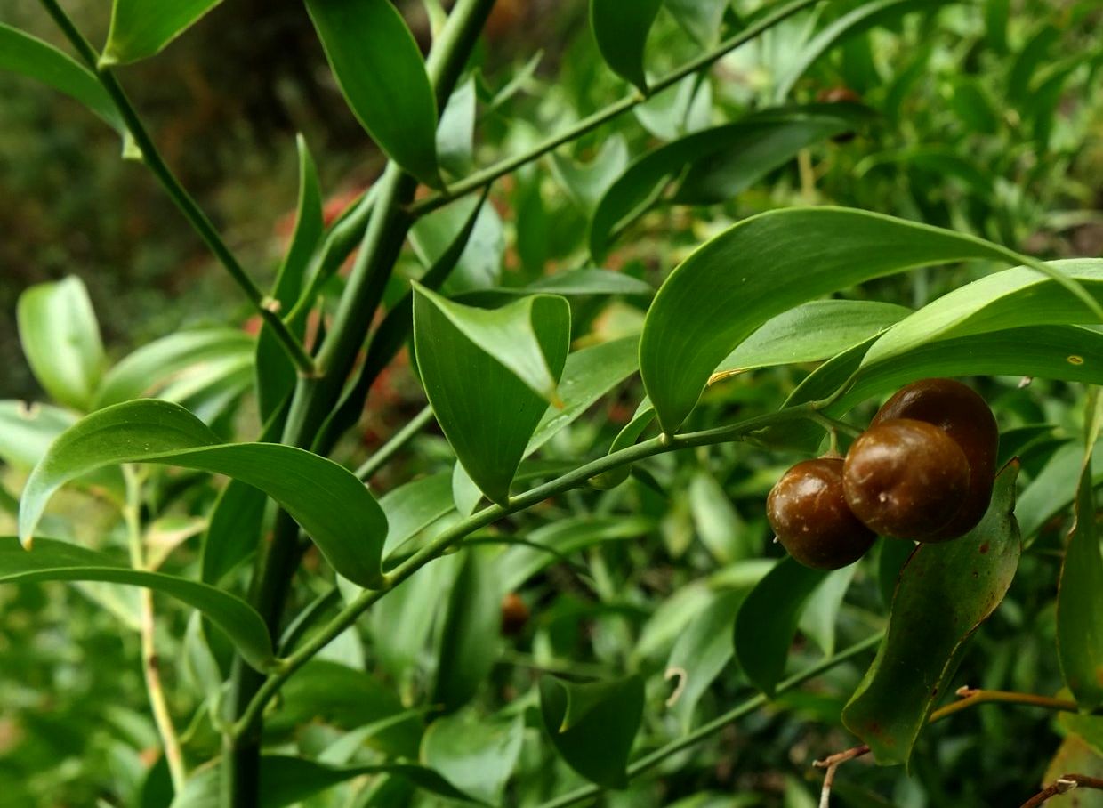 Image of Danae racemosa specimen.