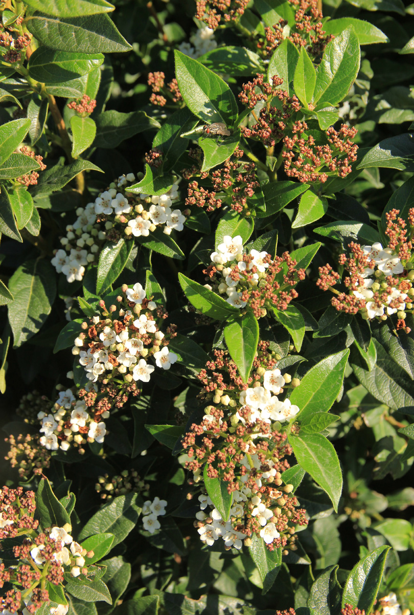 Image of Viburnum tinus specimen.