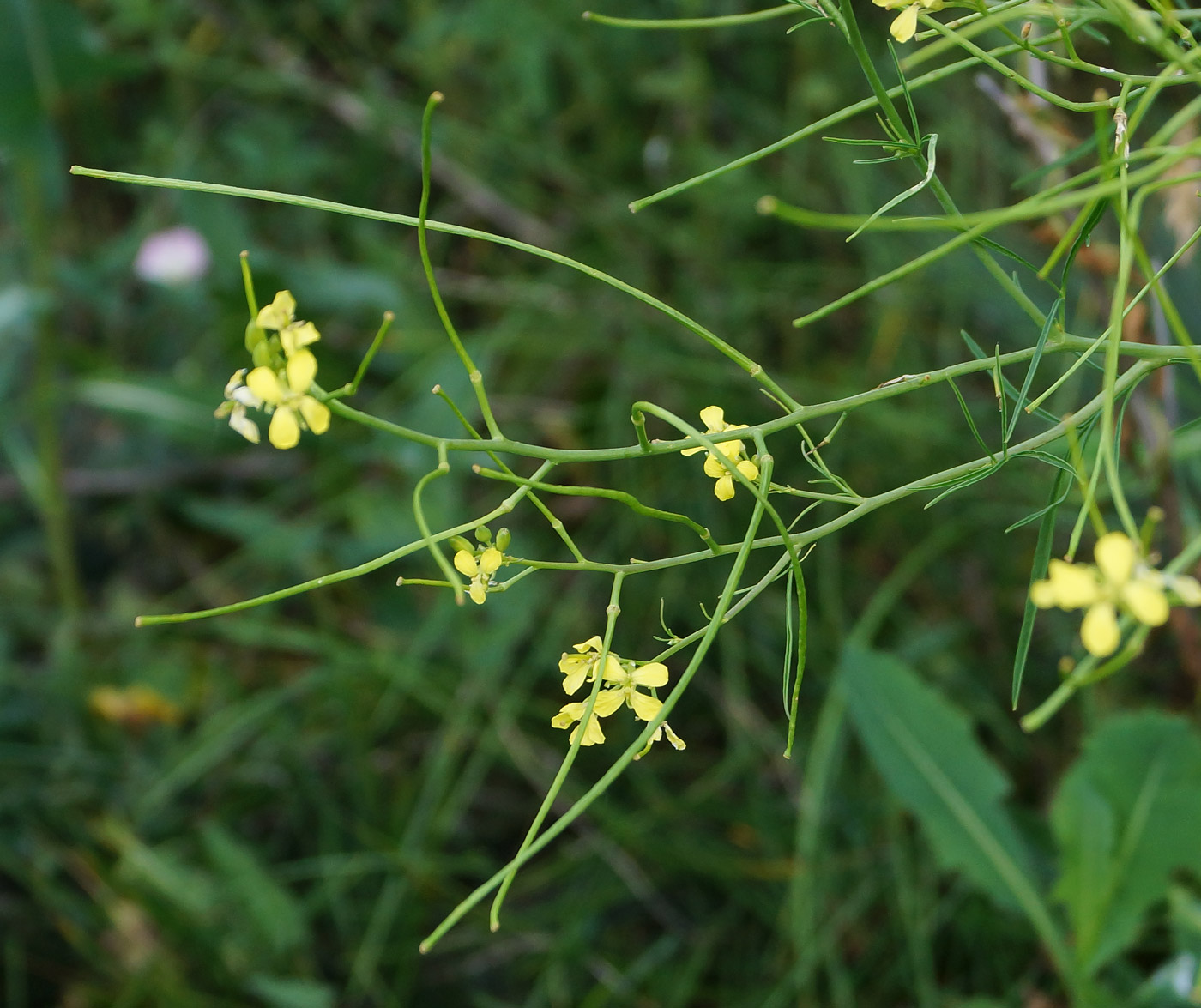 Изображение особи Sisymbrium altissimum.