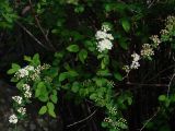 Spiraea flexuosa. Верхушки цветущего растения. Иркутская обл., Шелеховский р-н, окр. с. Шаманка, осыпь у подножия утёса. 22.05.2017.