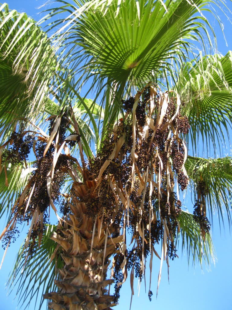 Image of Washingtonia robusta specimen.