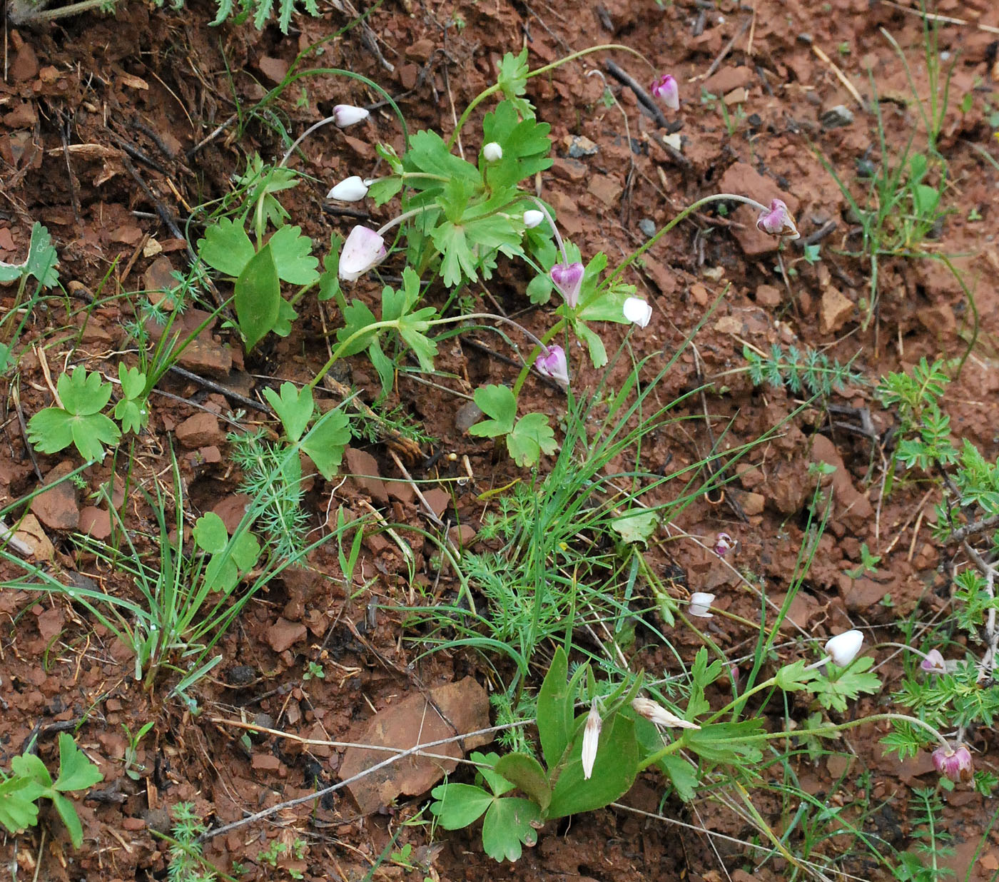 Image of Anemone tschernaewii specimen.