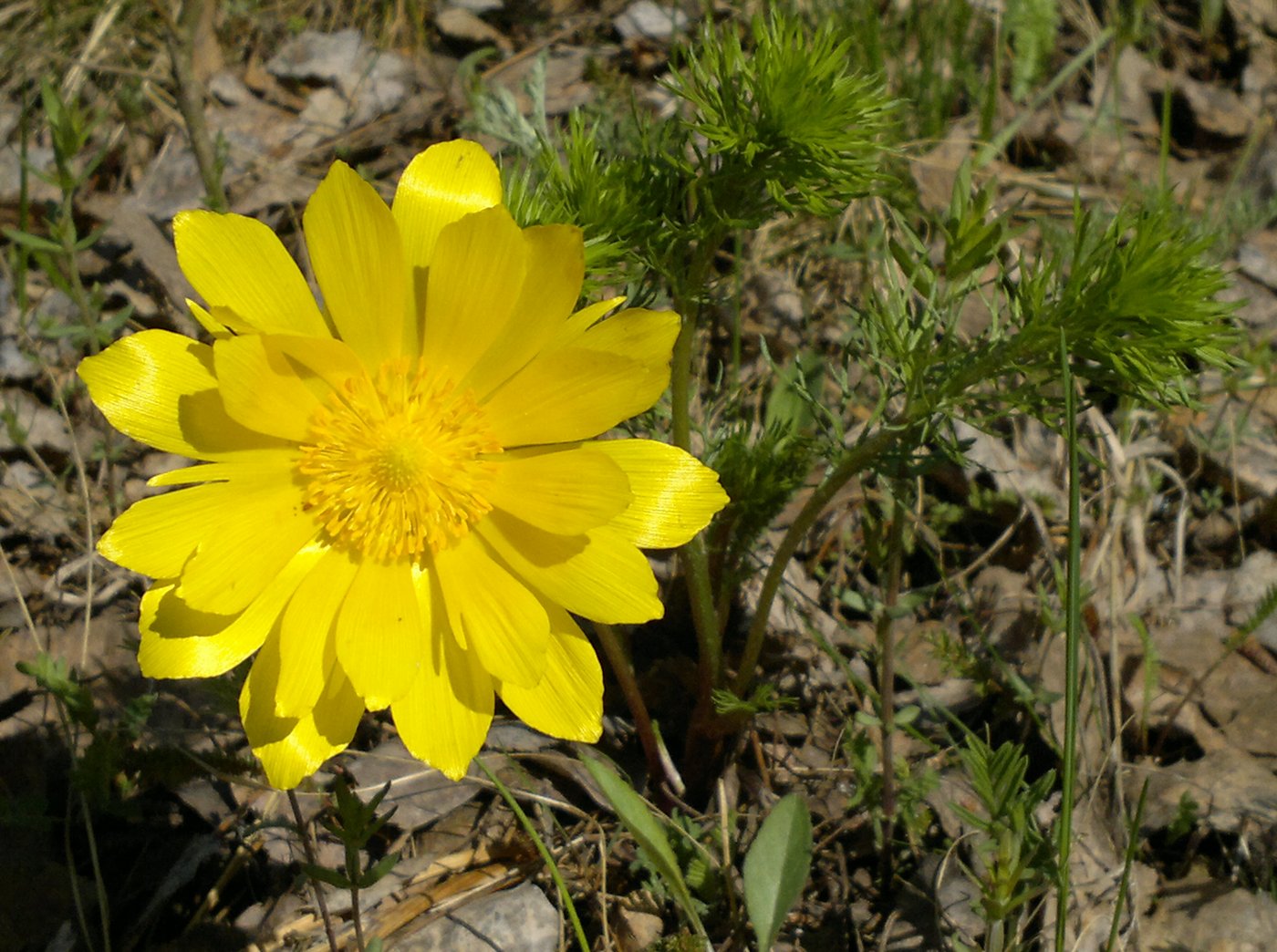 Изображение особи Adonis vernalis.