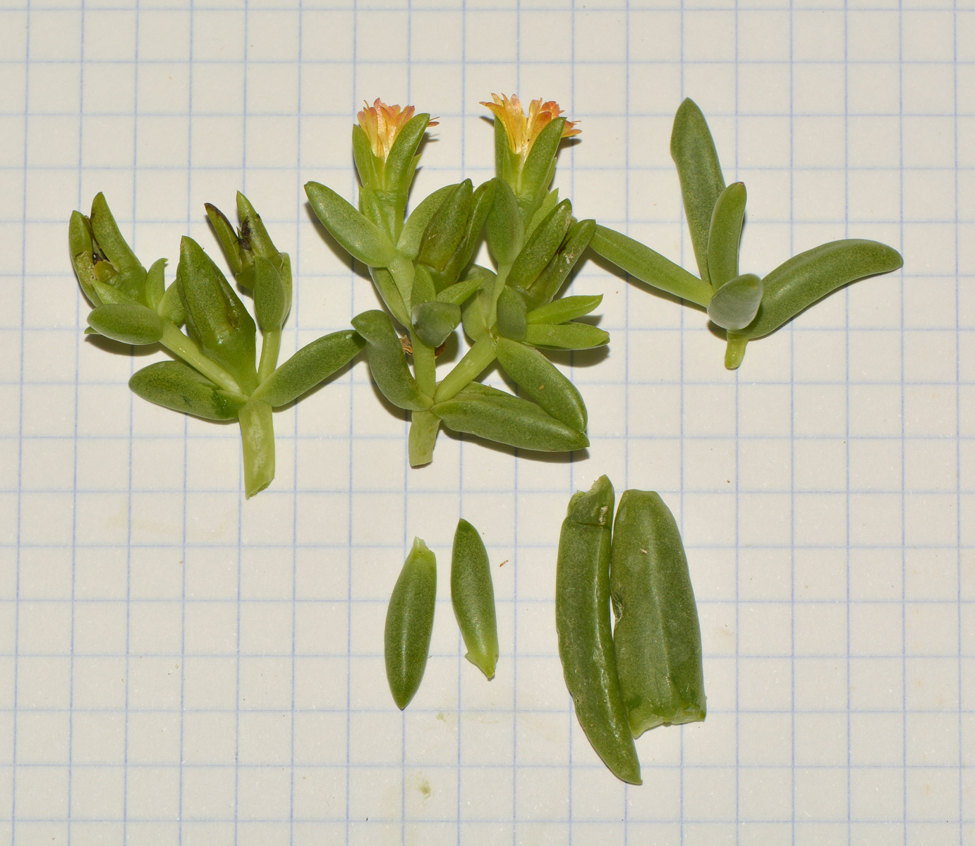 Image of Delosperma luteum specimen.