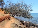 Casuarina equisetifolia. Плодоносящее растение. Австралия, г. Редклифф (окрестности Брисбена), обрывистый берег. 24.12.2017.