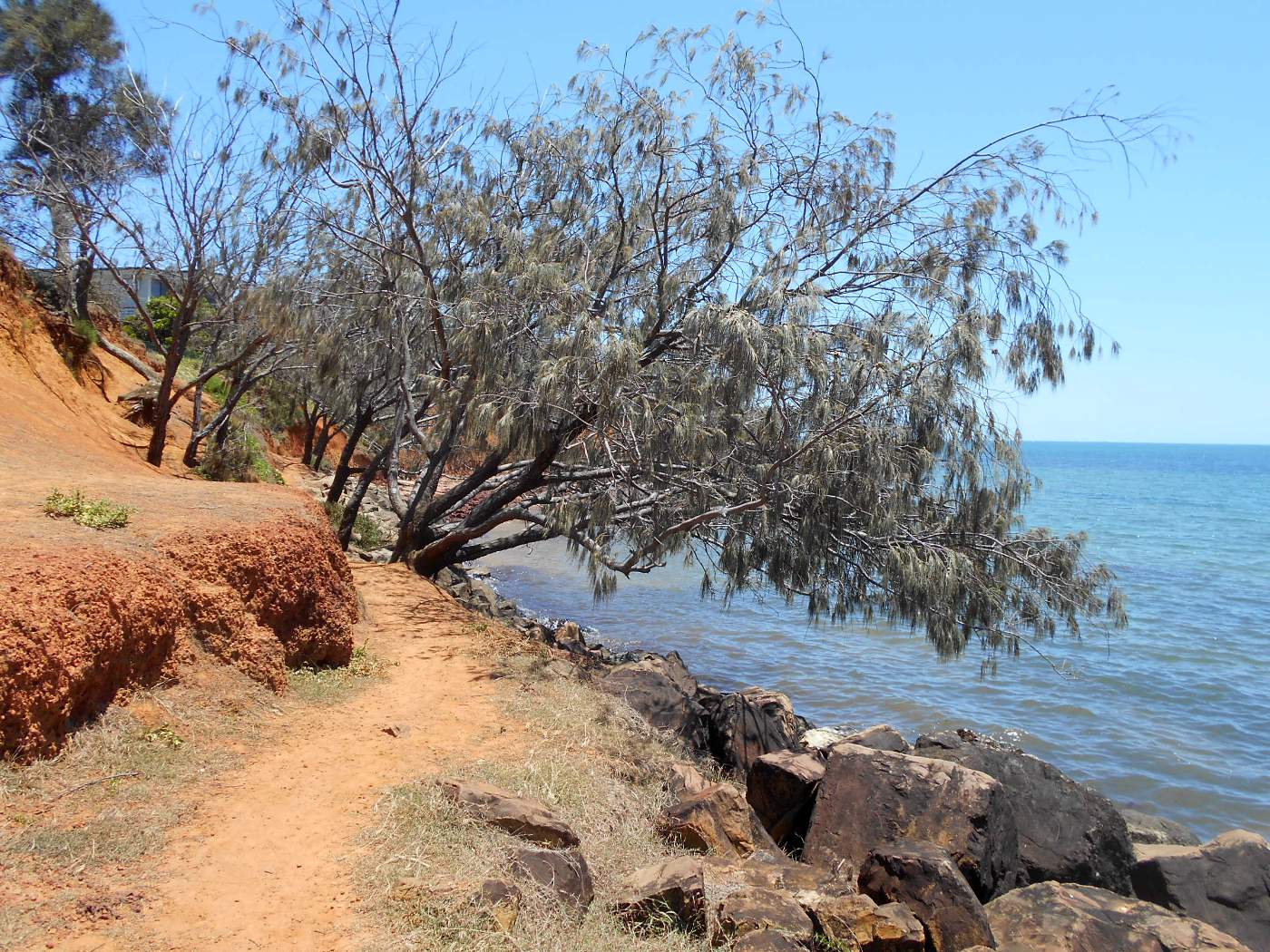 Изображение особи Casuarina equisetifolia.