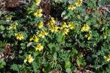 Astragalus subspecies parviflorus