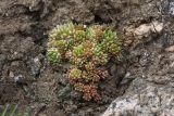 Orostachys spinosa. Группа молодых растений. Иркутская обл., Иркутский р-н, пос. Листвянка, скалистый берег. 27.07.2017.