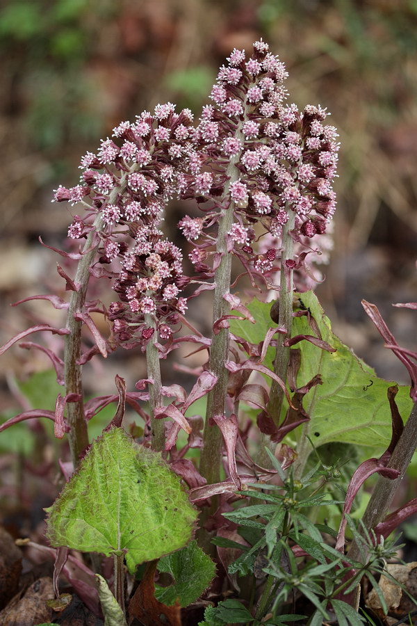 Изображение особи Petasites hybridus.