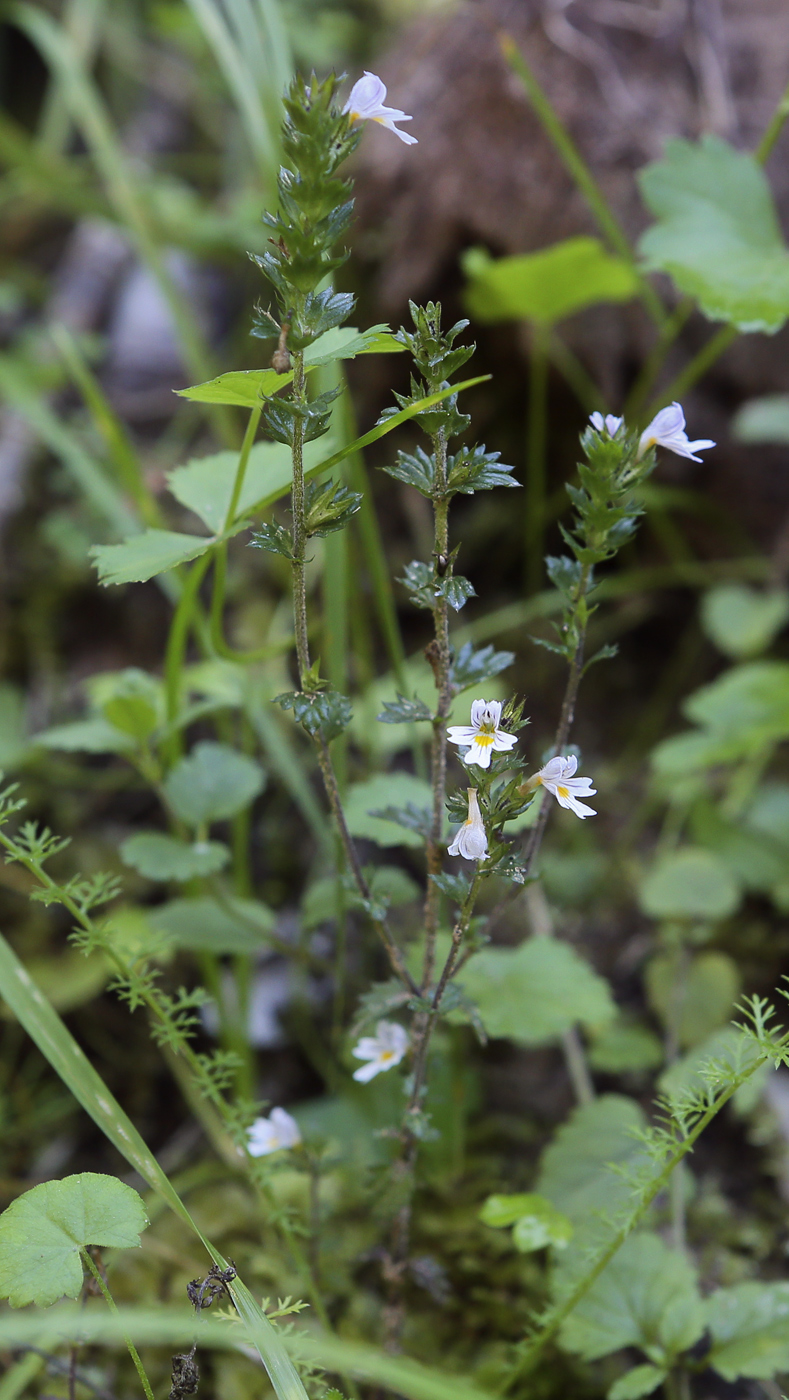 Изображение особи род Euphrasia.