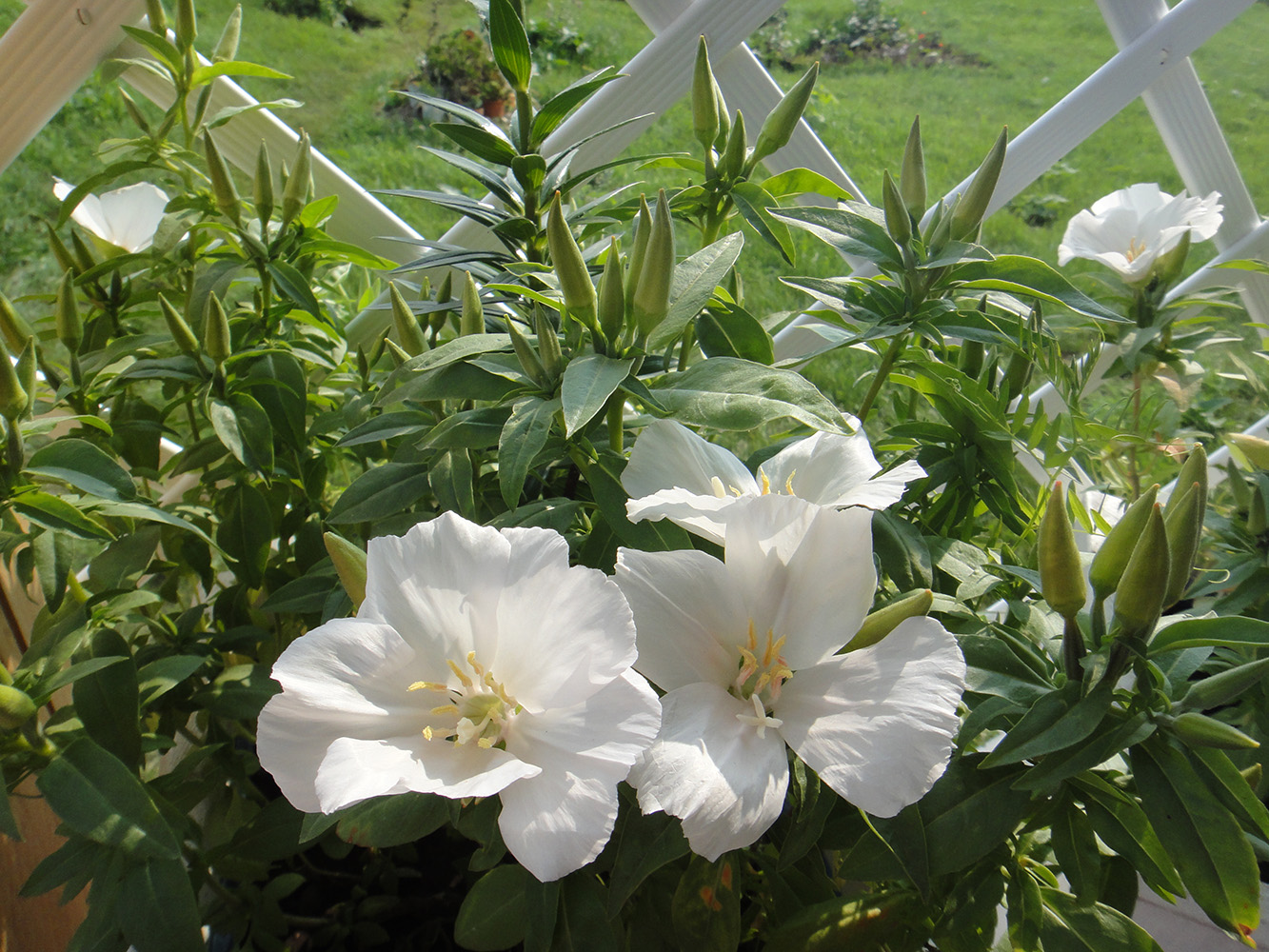 Изображение особи Clarkia amoena.