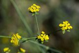 Bupleurum kakiskalae