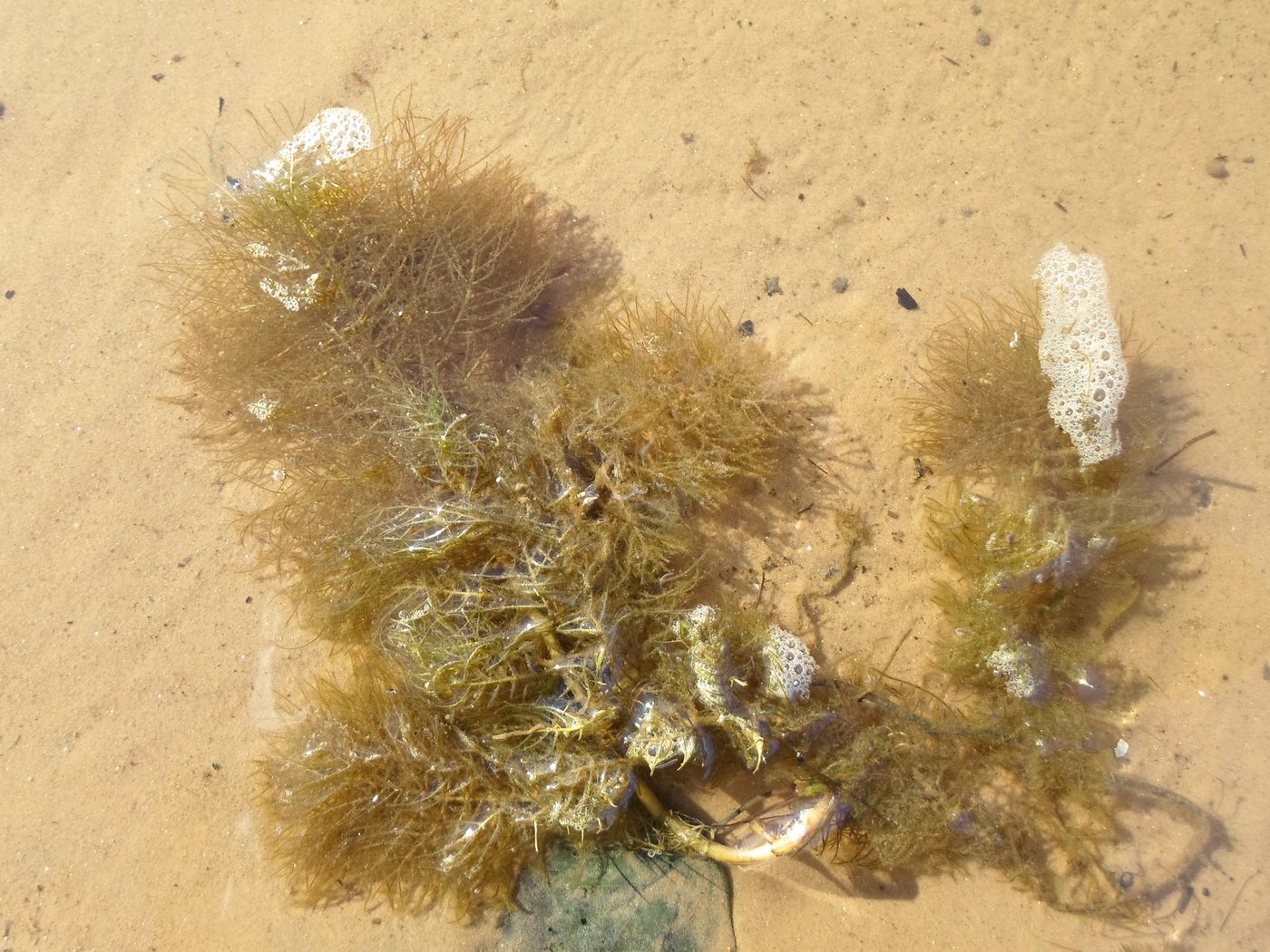 Image of genus Myriophyllum specimen.