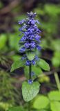Ajuga reptans. Верхушка цветущего растения. Пермский край, г. Пермь, Свердловский р-н, кладбище \"Южное\", тополёвая роща. 15.06.2017.