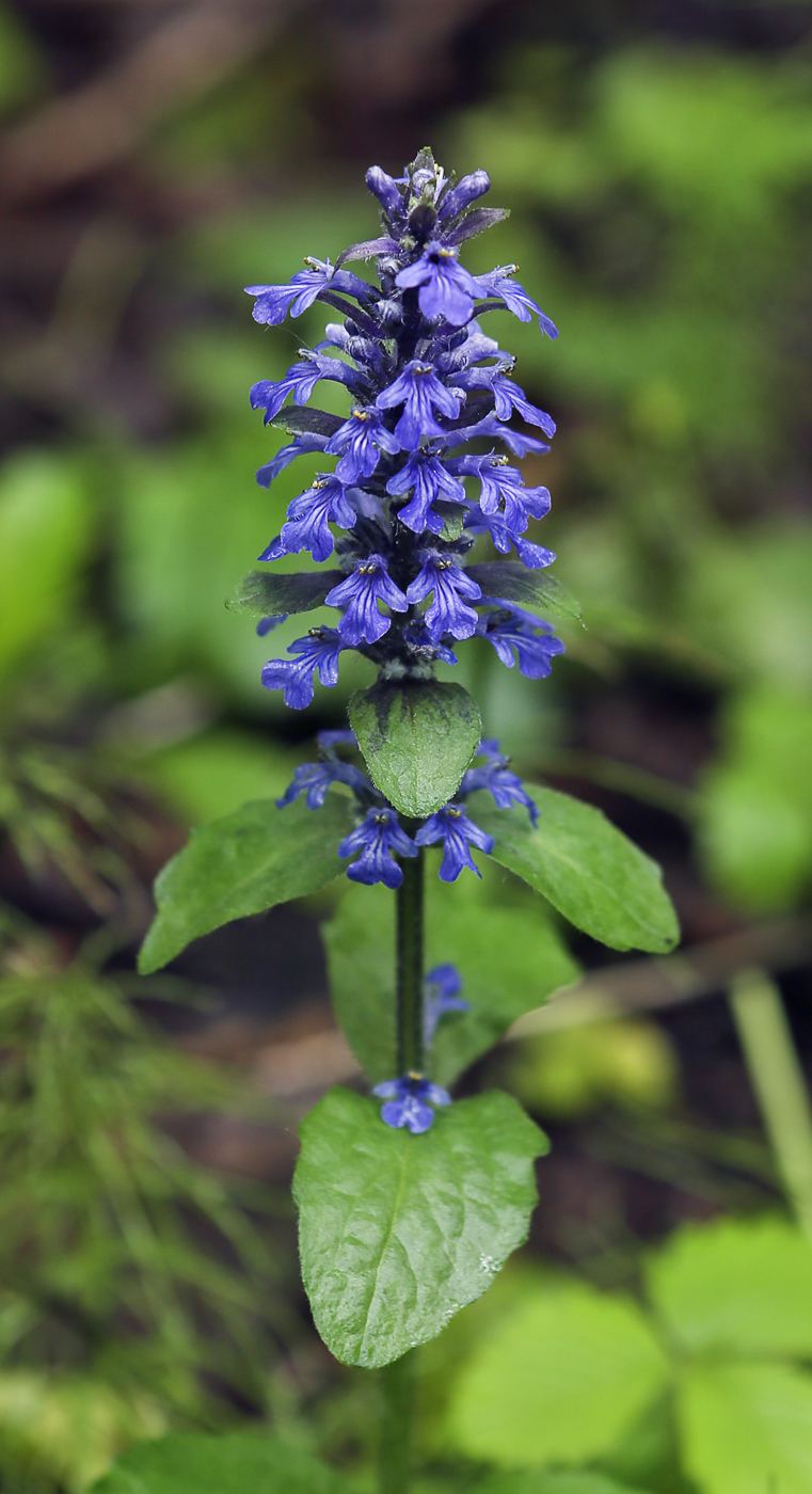 Image of Ajuga reptans specimen.