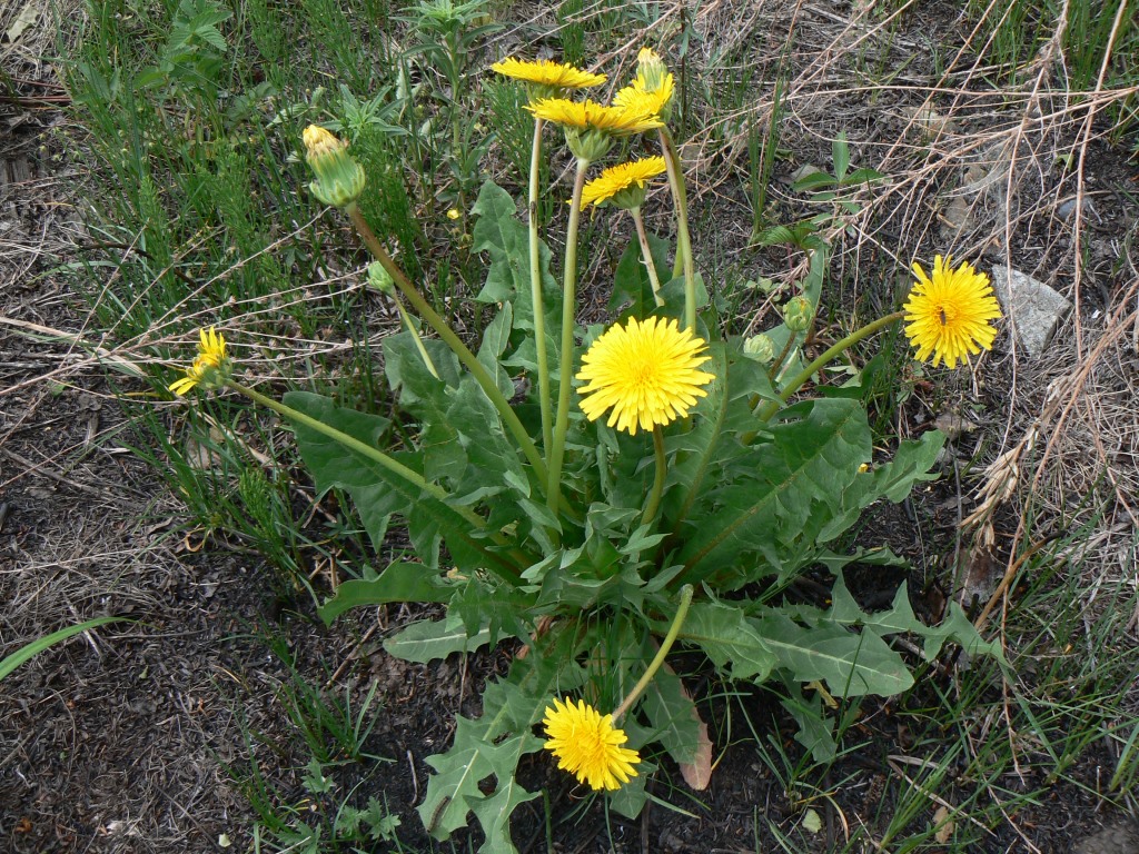 Image of Taraxacum brassicifolium specimen.