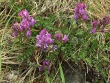 Oxytropis ochotensis. Верхушки растения с цветками и бутонами. Магаданская обл., Ольский р-н, окр. пос. Атарган, крутой приморский склон, задернованная скала. 05.07.2017.