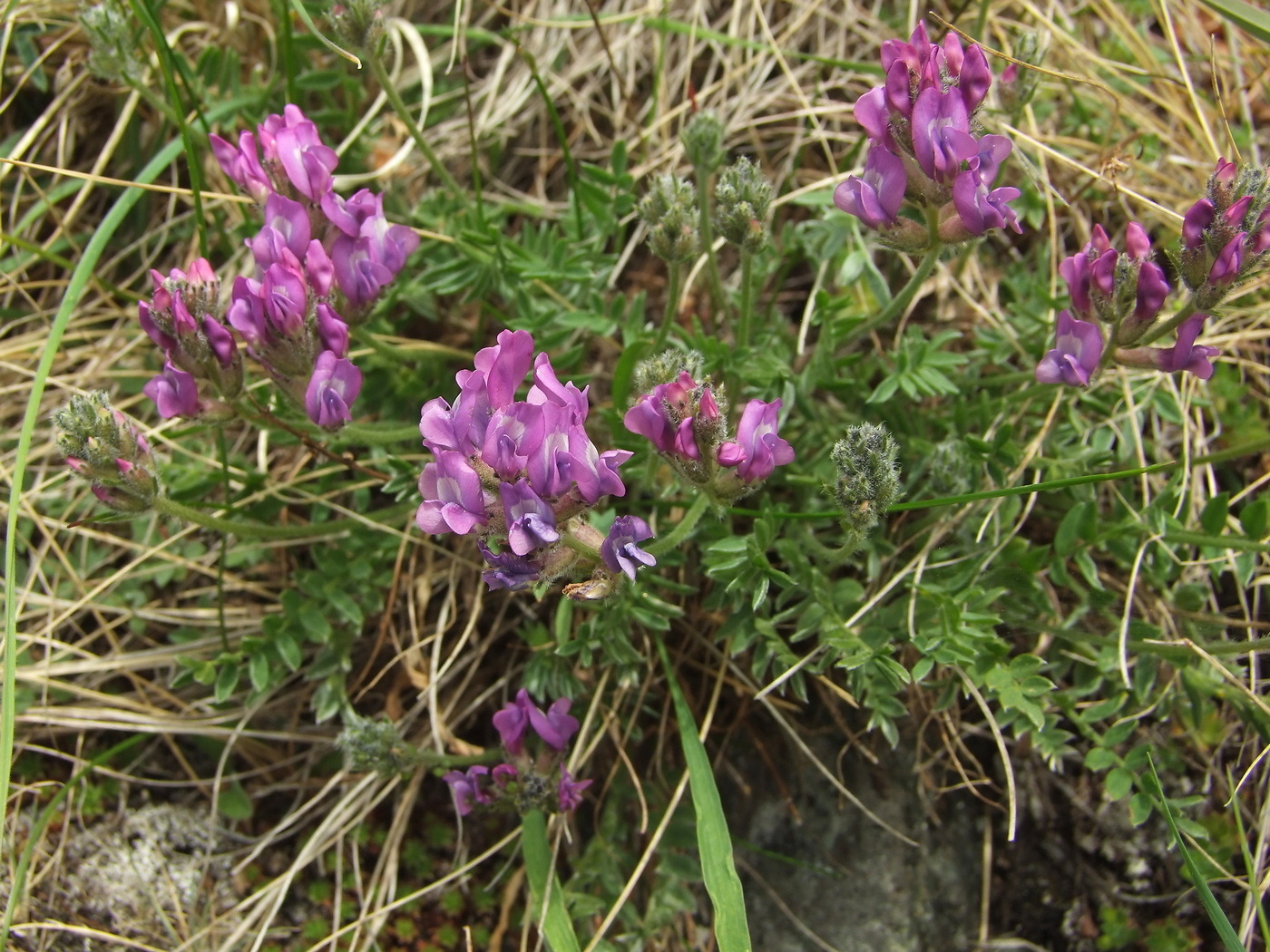 Изображение особи Oxytropis ochotensis.