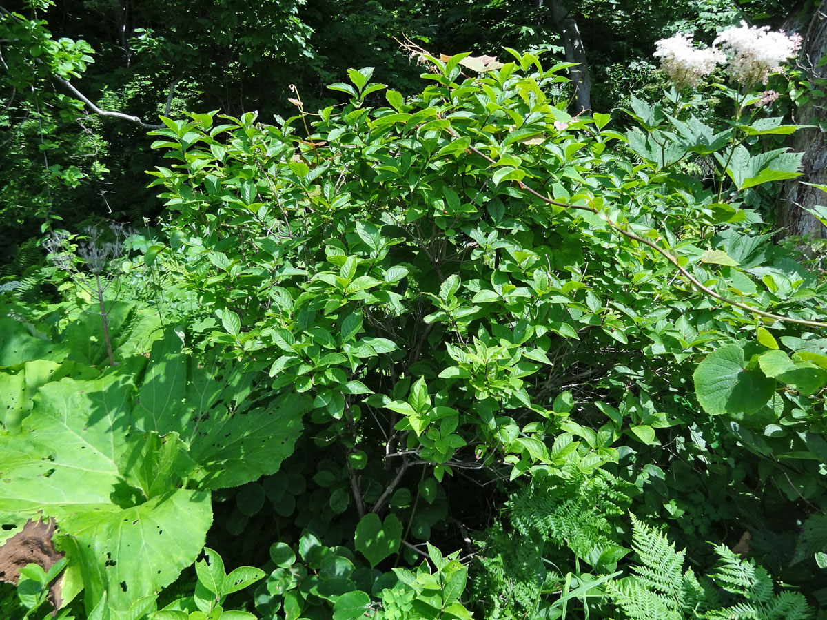 Изображение особи Lonicera glehnii.