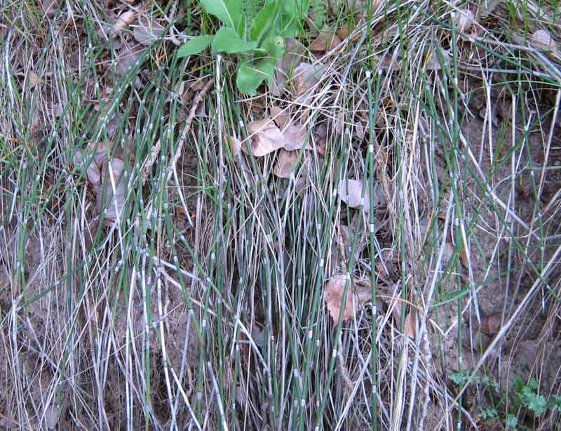 Image of Equisetum hyemale specimen.