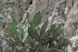 genus Opuntia