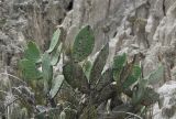 род Opuntia. Вегетирующее растение. Боливия, окр. г. Ла-Пас, Лунная долина, бэдленд. 15 марта 2014 г.