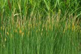 Typha laxmannii