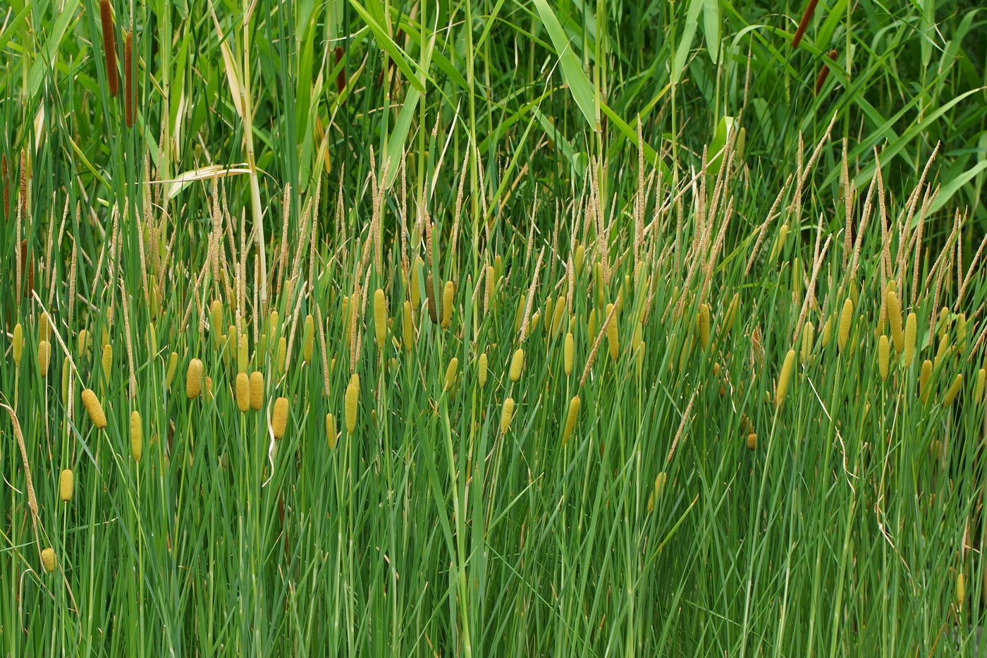 Изображение особи Typha laxmannii.