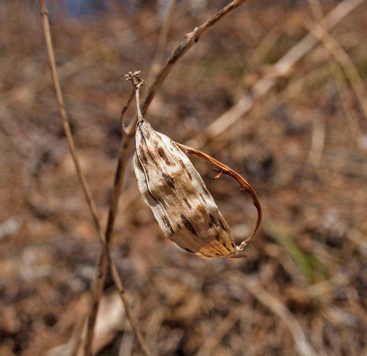 Image of Vincetoxicum hirundinaria specimen.