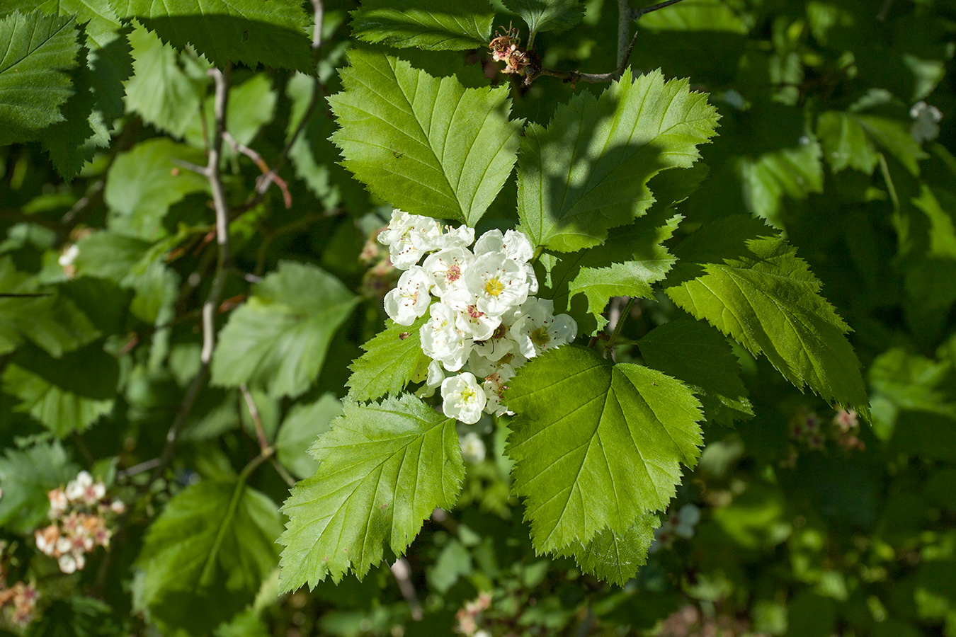 Изображение особи Crataegus submollis.