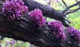 Cercis canadensis. Часть ствола с соцветиями. Краснодарский край, г. Тихорецк, в озеленении. 05.05.2018.