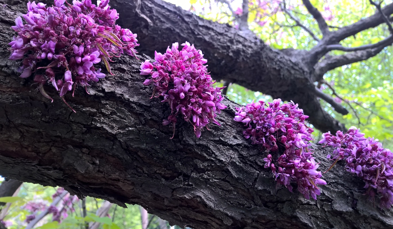 Image of Cercis canadensis specimen.