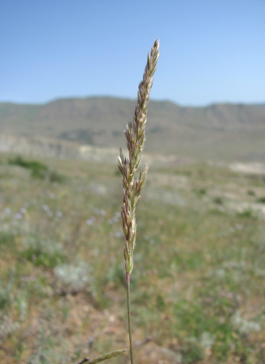 Image of Koeleria luerssenii specimen.