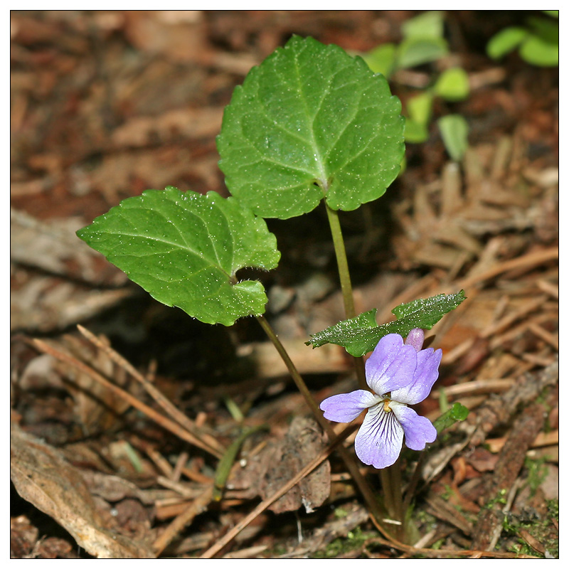 Изображение особи Viola selkirkii.