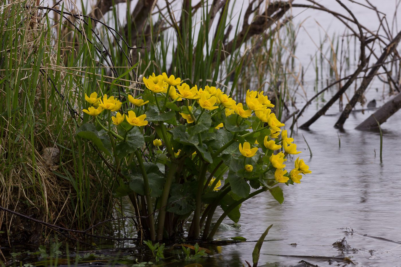 Изображение особи Caltha palustris.