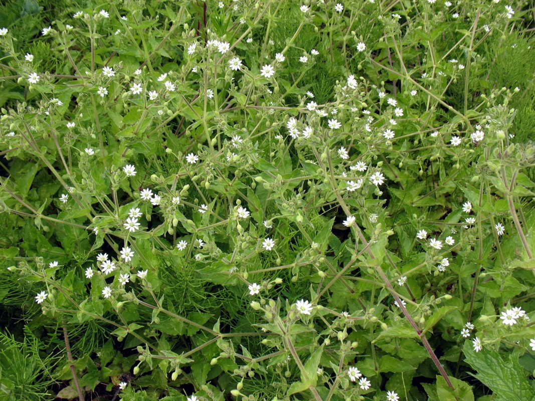 Image of Myosoton aquaticum specimen.