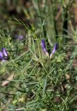 Astragalus arenarius