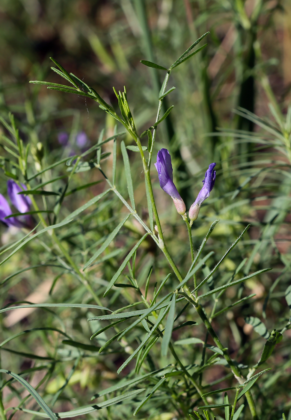 Image of Astragalus arenarius specimen.